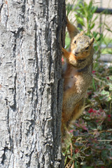 Squirrel on the tree.