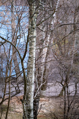 Trees, spring. View from the window during COVID-19