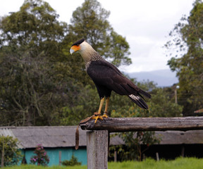 bald eagle on a branch