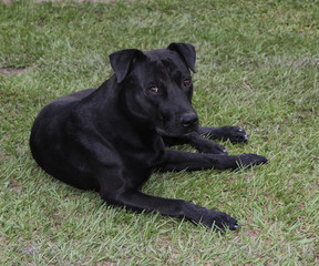 black dog on grass