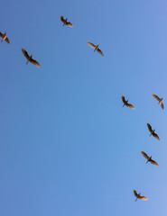 The flight of birds high in the blue sky.