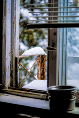Trees, spring. View from the window during COVID-19