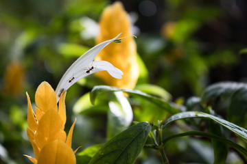 Ants working on white flower