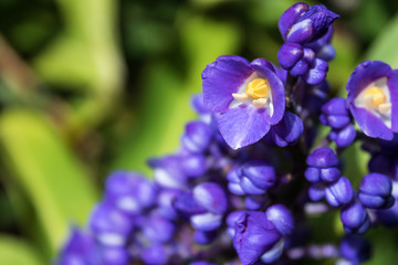 Violet flower in the garden