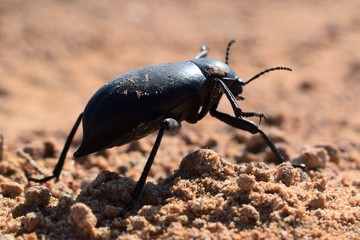 ESCARABAJO