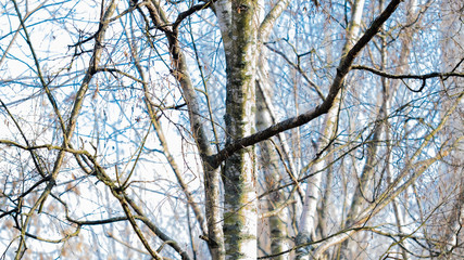Trees, spring. View from the window during COVID-19