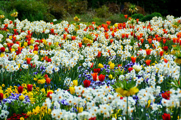 Wunderschöne bunte Blumenwiese mit Tulpen, Stiefmütterchen, Narzissen, Gänseblümchen, Vergissmeinnicht und Kaiserkronen im Botanischen Garten in Gütersloh, NRW