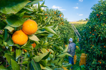 Harvest time: tarocco oranges on tree in a citrus orchard near Catania, Sicily - 342915095
