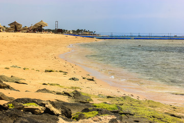 Red Sea coast: yellow sand and clear water with small waves, black rocks and green algae