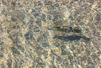 Fishing: fish swimming in clear waters of the Red Sea, Egypt