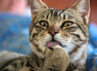 Naklejka na ściany i meble A beautiful funny cute striped cat licking his paw. The cat clean body. The cat licks.