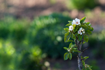 Flowering pear tree branch in spring time with white flowers
