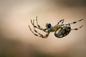 eine Spinne