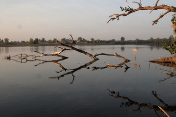 ein Baum mit Schaukel am See