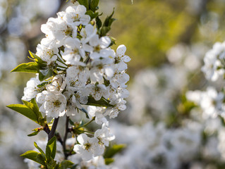 Blossoming apple tree branch on a blurous background is a sunny day