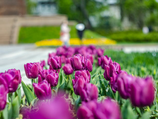 lilac tulips in the sun on a green blurred background