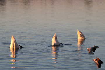 tauchende Schw&auml;ne
