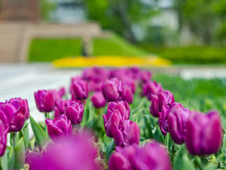 lilac tulips in the sun on a green blurred background