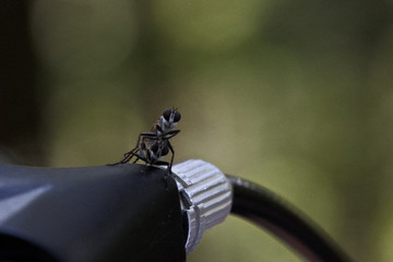 paarende M&uuml;cken