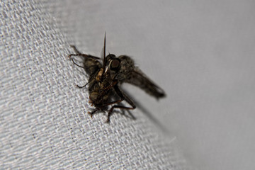 fressende M&uuml;cke