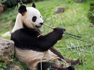 panda