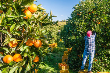 Harvest time: tarocco oranges on tree in a citrus orchard near Catania, Sicily - 342916803