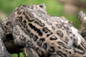 détail de fourure de panthère