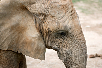 Fototapeta premium éléphant 