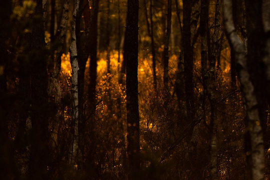 Morning light in a dense forest. - Powered by Adobe