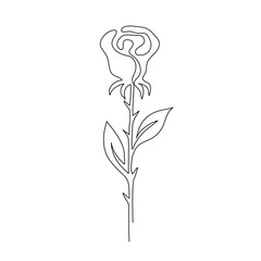 Continuous line drawing. Rose. Flower. Black isolated on white background. Hand drawn vector illustration. 