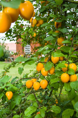 Mirabelle plum fruit trees in UK garden