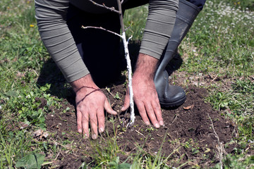 Fototapeta na wymiar Planting a tree. Close up on a young man plant a tree while working in the garden
