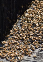 A swarm of honey bees (Apis mellifera) gathered on a wooden deck near Elkhorn Slough in California
