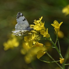 A spring white butterfly (Pontia sisymbrii) alights on the flowers of a black mustard (Brassica nigra) plant along Elkhorn Slough in Watsonville, California.