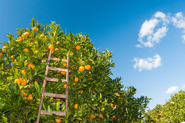 Orange harvest time: wooden ladder leaned on a tarocco orange tree, Sicily 