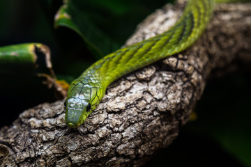 West african green mamba sitting on a tree limb