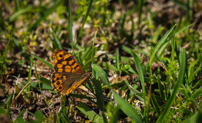 Fototapeta na wymiar bonita borboleta amarela e castanha pousada na relva