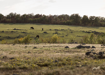 American Bison grasing in the distance near the treeline.