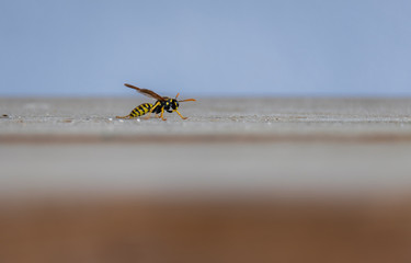 macro de abelha com fundo desfocado
