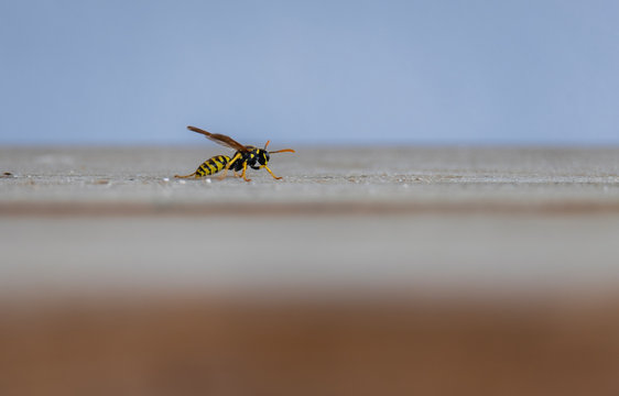 macro de abelha com fundo desfocado