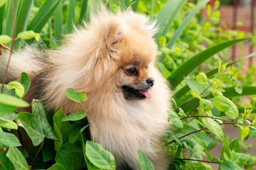 Smiling Pomeranian puppy funny sitting on the green grass in the bushes. Close-up portrait