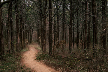 Obraz premium the curving path in the parallel forest