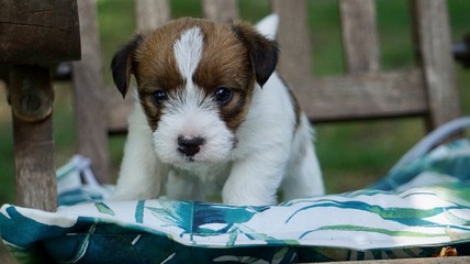 Junger Hund, Welpe sitzt im Garten in Kastanienblüten 