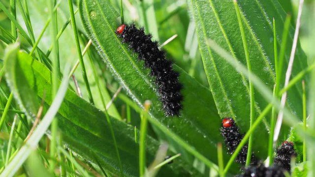Glanville Fritillary Caterpillars. About 25mm long. 