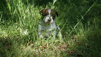 Junger Hund, Welpe sitzt im Garten in Kastanienblüten 