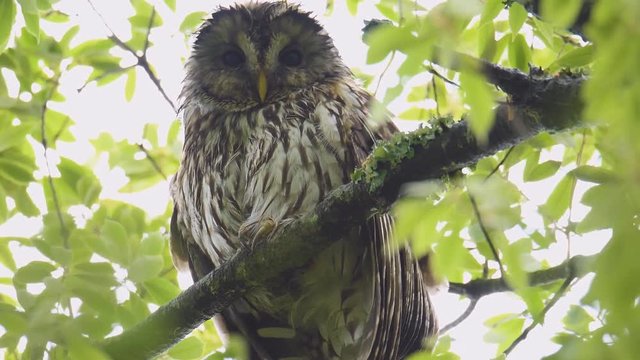 Close up of a Barred Owl perching on an oak tree branch