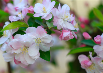 Flowering crabapple in the garden