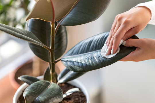 Female gardener hands wiping the dust from houseplant leaves, taking care of plant Ficus Elastic Robusta using a cotton pad, close up. Home gardening. 