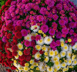 ramillete de flores de colores rosas y blancas
