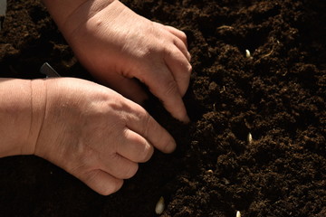 Seeds in the ground. Landing in the spring. Vegetable garden. Bed and hands